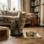 DreamPet customer